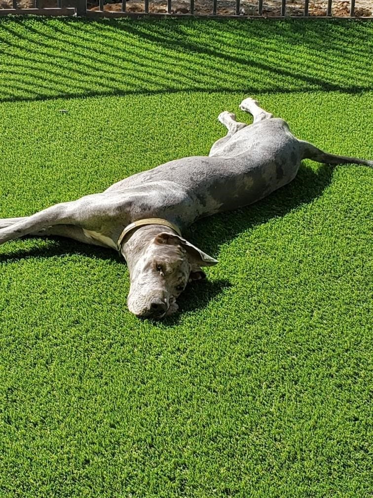 Artificial grass landscapes, Sports, Golf, Putting, Pet & Play Areas Anaheim