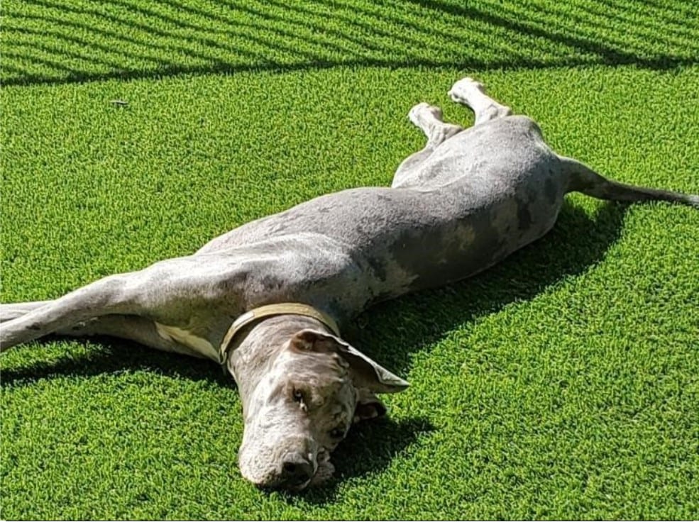 Artificial grass landscapes, Sports, Golf, Putting, Pet & Play Areas Anaheim