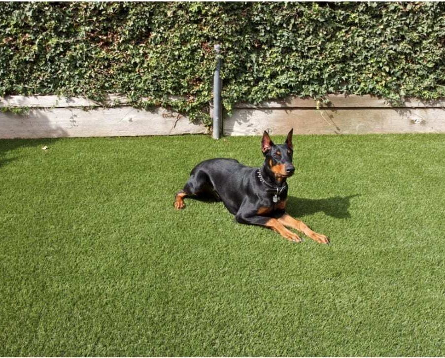Pet Turf – Doberman Pet Turf Landscapes Installations, View our Gallery, Anaheim, CA