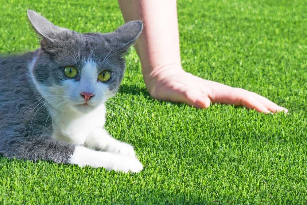 Pet Odor Treatment, Anaheim Artificial Grass