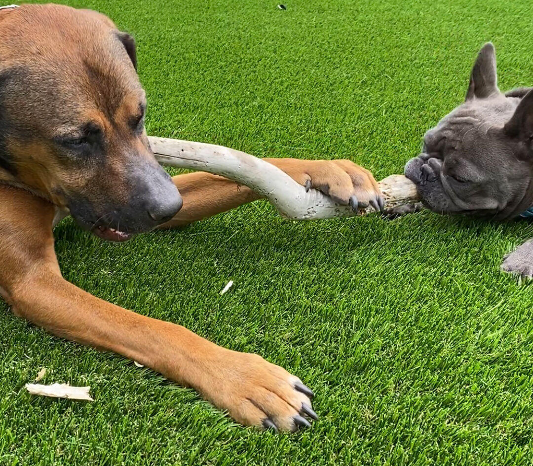 Pet Odor Treatment, Anaheim Artificial Grass