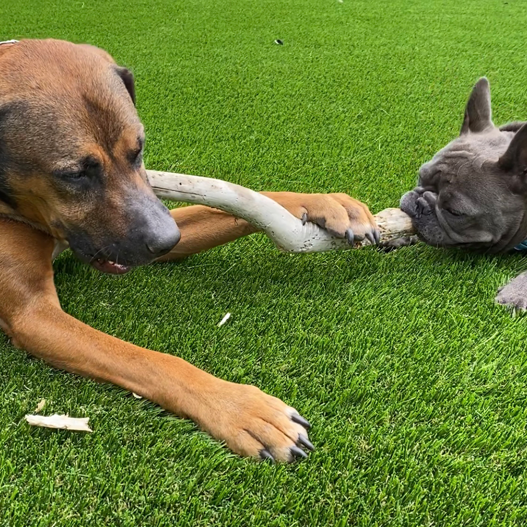 Pet Odor Treatment, Anaheim Artificial Grass