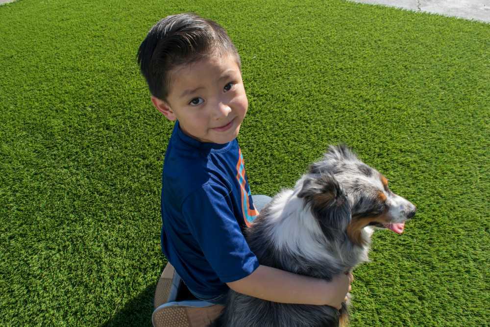 Pet Odor Treatment, Anaheim Artificial Grass